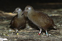 Lord Howe Rail (Gallirallus sylvestris) pair, endangered, flightless rail endemic to Lord Howe Island, Australia