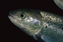 Atlantic Salmon (Salmo salar), eastern United States