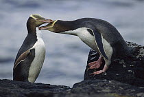 Yellow-eyed Penguin (Megadyptes antipodes) pair preening each other, Enderby Island, New Zealand