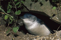 Little Blue Penguin (Eudyptula minor) in nest burrow, Otago, South Island, New Zealand