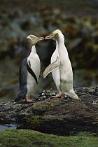 Yellow-eyed Penguin (Megadyptes antipodes) interacting with albino, Enderby Island, New Zealand