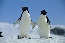 Adelie Penguin (Pygoscelis adeliae) pair, Antarctica