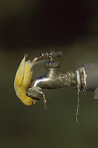 Island Canary (Serinus canaria) drinking from leaky faucet, Midway Atoll, Hawaii