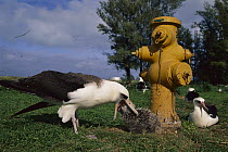 Laysan Albatross (Phoebastria immutabilis) parent feeding chick beside fire hydrant, Midway Atoll, Hawaii