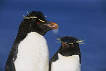 Rockhopper Penguin (Eudyptes chrysocome) pair, Falkland Islands