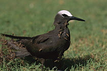 Black Noddy (Anous minutus) with Grand Devil's-claws (Pisonia grandis) seeds stuck to feathers which aids in seed dispersal, Australia