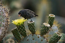 Large Cactus-Finch (Geospiza conirostris) on Opuntia (Opuntia sp) cactus flowers, Tower Island, Galapagos Islands, Ecuador