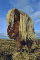 Domestic Horse (Equus caballus), Shetland Pony with long mane, Scotland
