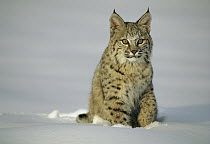 Bobcat (Lynx rufus) sitting in snow, Uinta National Forest, Utah