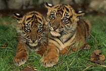Sumatran Tiger (Panthera tigris sumatrae) cubs, Sumatra