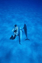 Atlantic Spotted Dolphin (Stenella frontalis) pair with snorkeler, Bahamas