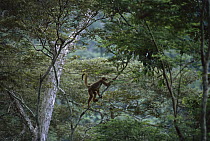 Woolly Spider Monkey (Brachyteles arachnoides) climbing in tree, Caratinga Biological Station, Brazil