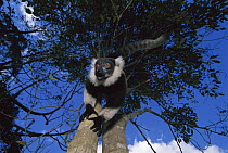 Black and White Ruffed Lemur (Varecia variegata variegata), Mantady National Park, Madagascar