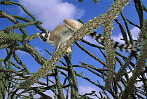 Ring-tailed Lemur (Lemur catta) in Octopus tree, Mantady National Park, Madagascar