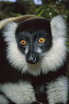 Black and White Ruffed Lemur (Varecia variegata variegata) portrait, Mantady National Park, Madagascar