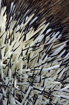 Common Porcupine (Erethizon dorsatum) quills, Slana, Alaska