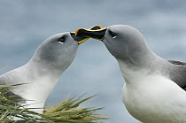 Grey-headed Albatross (Thalassarche chrysostoma) pair courting, Bird Island, South Georgia Island