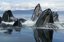 Humpback Whale (Megaptera novaeangliae) group bubble net feeding, Chatham Strait, Alaska