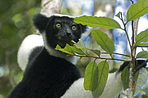 Indri (Indri indri) feeding on leaves, Perinet Reserve, Madagascar
