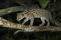 Oncilla (Leopardus tigrinus) walking on branch, Costa Rica