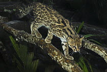 Oncilla (Leopardus tigrinus) walking on branch, Costa Rica