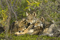 Timber Wolf (Canis lupus) trio resting together, Denali National Park, Alaska