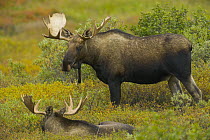 Alaska Moose (Alces alces gigas) bulls on fall tundra, Denali National Park, Alaska