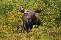 Alaska Moose (Alces alces gigas) bull in tundra during fall rut, Denali National Park, Alaska