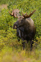 Alaska Moose (Alces alces gigas) in tundra during fall rut, Denali National Park, Alaska