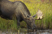 Alaska Moose (Alces alces gigas) bull drinking in pond in tundra during fall rut, Denali National Park, Alaska