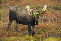Alaska Moose (Alces alces gigas) during fall rut with alder twigs wrapped on antlers, Denali National Park, Alaska