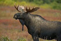Alaska Moose (Alces alces gigas) bull during fall rut, Denali National Park, Alaska