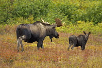 Alaska Moose (Alces alces gigas) bull curiously following orphaned calf during fall rut, Denali National Park, Alaska