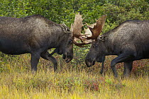 Alaska Moose (Alces alces gigas) bulls sparring in tundra during fall rut, Denali National Park, Alaska