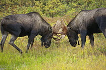 Alaska Moose (Alces alces gigas) bulls sparring in tundra during fall rut, Denali National Park, Alaska
