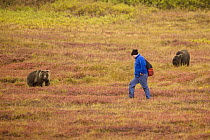 Grizzly Bear (Ursus arctos horribilis) cubs and tourist on fall tundra, Denali National Park, Alaska