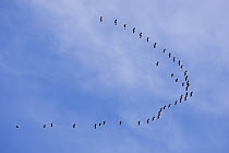 Sandhill Crane (Grus canadensis) flock flying during migration, Alaska