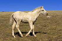 Mustang (Equus caballus) foal, Pryor Mountain Wild Horse Range, Montana