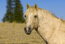 Mustang (Equus caballus) stallion, Pryor Mountain Wild Horse Range, Montana