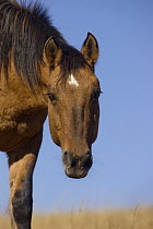 Mustang (Equus caballus) mare, Pryor Mountain Wild Horse Range, Montana