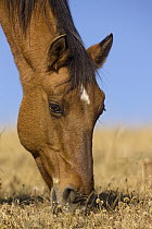 Mustang (Equus caballus) mare grazing, Pryor Mountain Wild Horse Range, Montana