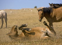 Mustang (Equus caballus) rolling in dust, Pryor Mountain Wild Horse Range, Montana