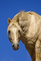 Mustang (Equus caballus) stallion, Pryor Mountain Wild Horse Range, Montana