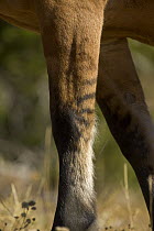 Mustang (Equus caballus) leg with primitive striped markings, Pryor Mountain National Wild Horse Range, Montana