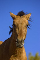 Mustang (Equus caballus) yearling, Pryor Mountain Wild Horse Range, Montana