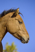 Mustang (Equus caballus) yearling, Pryor Mountain Wild Horse Range, Montana