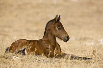 Mustang (Equus caballus) foal resting, Pryor Mountain Wild Horse Range, Montana