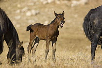 Mustang (Equus caballus) foal calling, Pryor Mountain Wild Horse Range, Montana