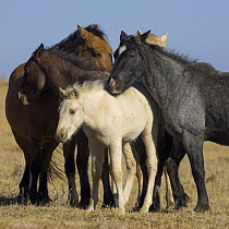 Mustang (Equus caballus) family, Pryor Mountain Wild Horse Range, Montana