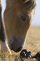 Mustang (Equus caballus) foal sniffing stallion dung pile, Pryor Mountain Wild Horse Range, Montana